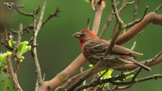 Vibrant Red House Finch [upl. by Nageem44]