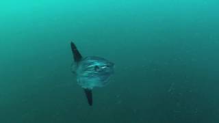 Ocean sunfish swimming UK [upl. by Enneles]