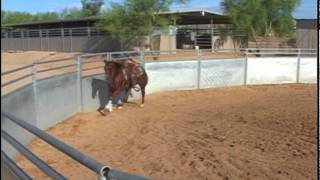 Advanced Tying Off of Reins with Al Dunning and Shadd Parkinson [upl. by Johnna689]