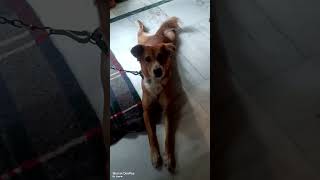 Laddu muttya 🤣 laddu laddumuthya funny shorts cutedog cute viralvideo [upl. by Eiluj]