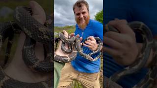 I found 10 KINGSNAKES alabamaherping kingsnake snakes herping herpetology snakecatch [upl. by Eiuol]