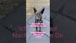 Hunde suchen ein Zuhause Herzenshündin Cherry [upl. by Aciraj]