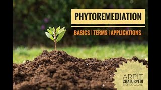 PHYTOREMEDIATION  BASICS  TERMS  APPLICATIONS  BIOLOGICAL [upl. by Heisser]