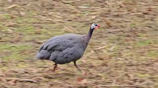 Birds spotted during park stroll guineafowl pheasants paradise ducks blackbird [upl. by Burty398]