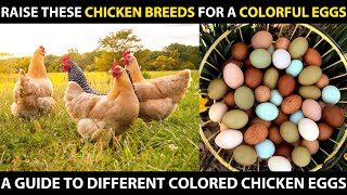 Raise These CHICKEN BREEDS for a COLORFUL EGGS  Blue Green CreamPink Brown White Egg Chickens [upl. by Asiralc]