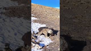 Snow leopard hunts a young yak No intervention due to the animal protection law [upl. by Balfour]