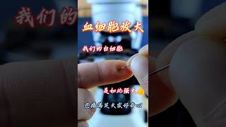 Blud test in microscopefruit microscope shortsfeed shortsvideo short chinesfood123 [upl. by Lilly253]