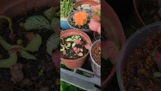 Cutting lucky plant plants garden [upl. by Nwhas]