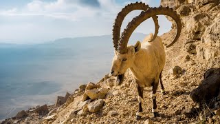 Ibex Natures Mountain Climbing Masters  Ibex Species And Habitat [upl. by Wampler]