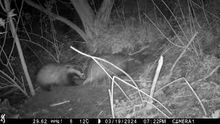 European Badgers Meles meles clearing the spoil heap  a bit of play fighting 19th of March 2024 [upl. by Ardnuassac]