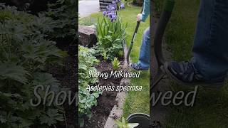 Root system of Showy Milkweed Asclepias speciosa monarch milkweed [upl. by Corty]