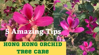 5 Amazing tips 2 grow Bauhinia 1🌳  HongKong orchid tree care [upl. by Toogood]