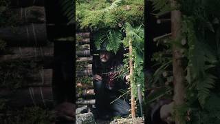 Building a Hidden Bushcraft Cabin In The Mountains ⛰️ bushcraftsurvival bushcraftlife [upl. by Ikcir980]