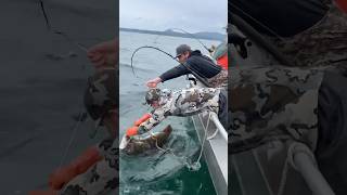 185lb Halibut bigdawg halibut alaska fishalaska sitkaalaska sitka fish ak [upl. by Rocky]