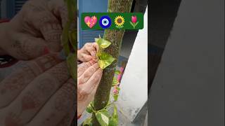 money plant care terracegardning gardenplants garden terracegarde shortvideo new short videos [upl. by Animlehliw]