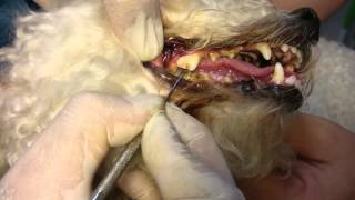 Limpieza de dientes SIN ANESTESIA en perros [upl. by Idna]