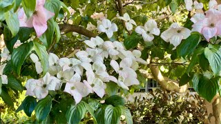 Capturing the Beauty of Dogwood Blossoms in Vancouver BC [upl. by Odele812]