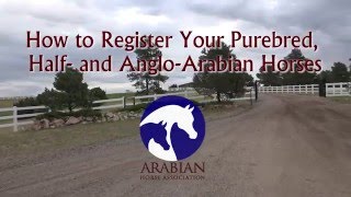 Purebred Half and Anglo Arabian Registration with the AHA [upl. by Zilla]