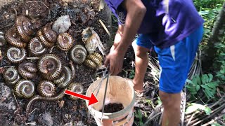 Two insects Giant Millipede and Many Red Millipedes a lot of amazing [upl. by Baer]