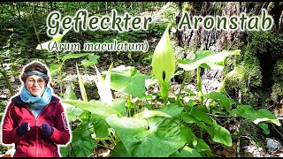 Gefleckter Aronstab Arum maculatum  Artenporträt Merkmale  Ökologie  Wissenswertes [upl. by Refinnej30]