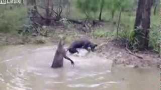 Shocking Moment Kangaroo Tries To Drown A Dog [upl. by Orian]