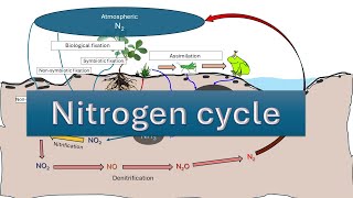 Nitrogen Cycle  Nitrogen fixation  NITRIFICATION  AMMONIFICATION DENITRIFICATION  ASSIMILATION [upl. by Leshia]