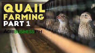 How to start quail farming business  Quail farming part 1 Agribusiness [upl. by Adnelg449]