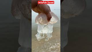 Saving a Venomous Jellyfish A Delicate Rescuequot🪼shorts jellyfish fishing [upl. by Ltney]