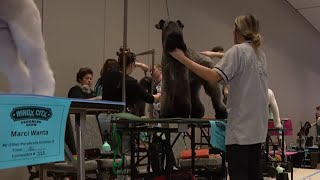 A look at a grooming competition at the Great American Dog Show [upl. by Lucey]