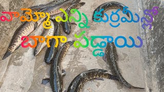 కోరమీను చేపలు big maral fish catching 6kg koramenu fish catching [upl. by Gaskill]