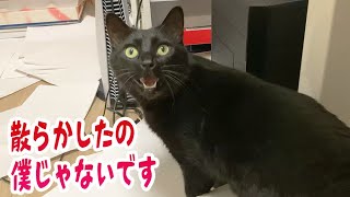 僕じゃないと訴える猫 [upl. by Tychonn]