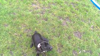 Patterdale Terrier Training Exercise your patterdale terrier with a flinger [upl. by Tica199]