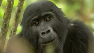 Gorilla Mating  Mountain Gorilla  BBC Earth [upl. by Unity]