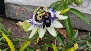 Xylocopa violacea erlastar arotza [upl. by Didi]