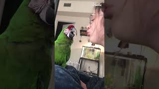 Hilarious Macaw Mimics Owner Perfectly [upl. by Lenroc]