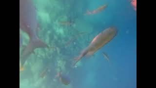 Glass Bottom Boat Cabo [upl. by Senskell]