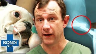 Worst Broken Bones 🦴 Bondi Vet Compilation [upl. by Huxham]