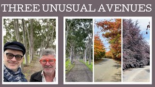 Three unusual avenues of trees that challenge the norm eucalypt beach and oak [upl. by Nomzzaj]