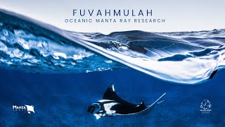 Oceanic Manta Ray Project I Manta Trust [upl. by Edrahs]