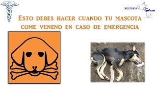 ¿QUE DEBO HACER SI MI PERRITO COMIÓ VENENO [upl. by Alaik]