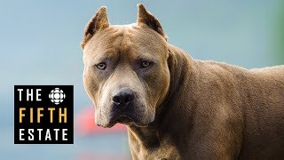 Pit Bulls Unleashed Should They Be Banned  The Fifth Estate [upl. by Mccahill]