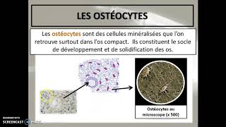 Cours 33  Le tissu osseux [upl. by Ferguson]