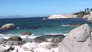 SÜDAFRIKA Pinguine am Boulders Beach [upl. by Hodosh828]