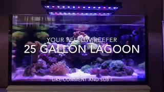 25 gallon lagoon innovative marine [upl. by Erasmo]