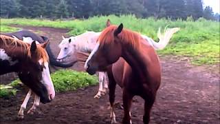 Horse dancing to Lady Gaga Born this way [upl. by Aneerahs]