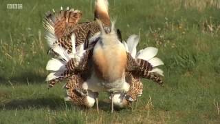 Great Bustards – BBC Points West 3 July 2017 [upl. by Sheba629]