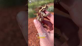 Thorny Devil 👿 One of coolest Lizard 🦎 in the World [upl. by Sandon435]