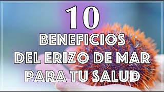 Beneficios del Erizo de Mar para Tu Salud [upl. by Jeffrey]