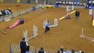 AKC National Agility Championship Finals CorgiPembroke [upl. by Kort]