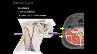 Cervical fascia [upl. by Duwalt]